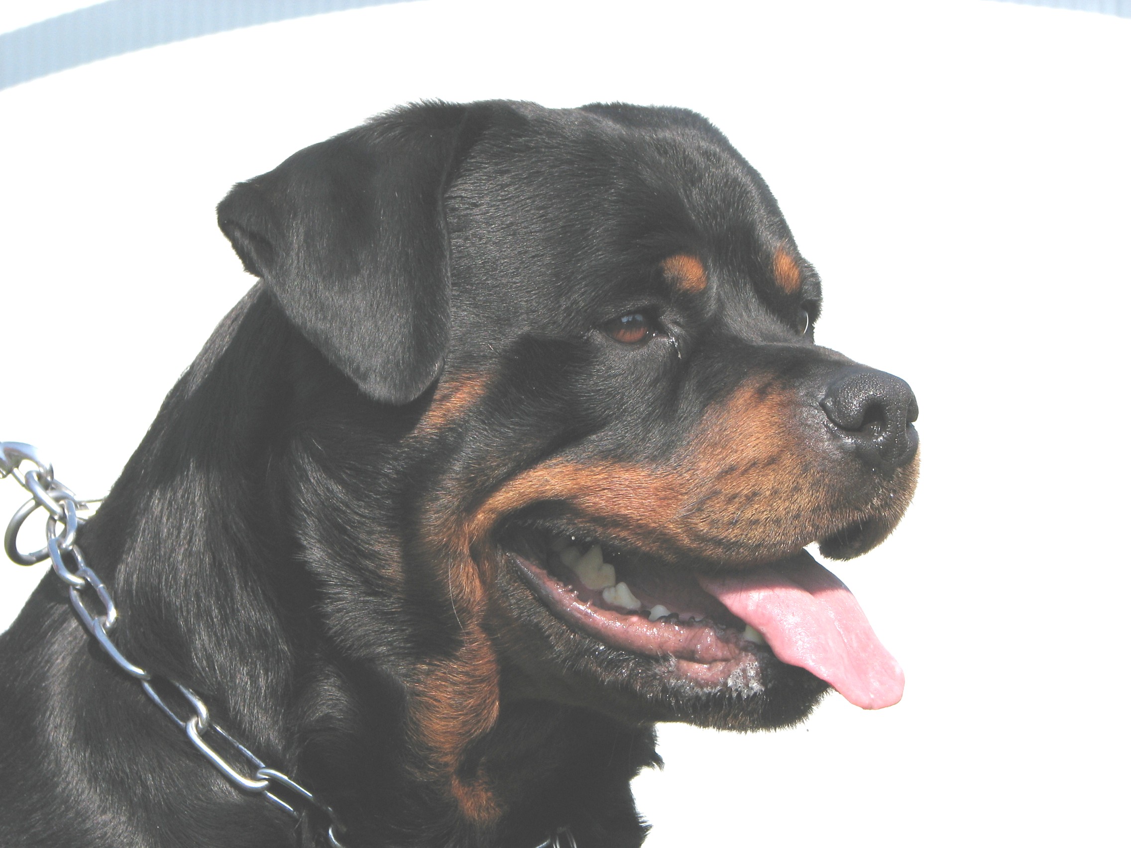 3.Kl._BOB_Gaston_Mivanga_4.04.09_015.jpg